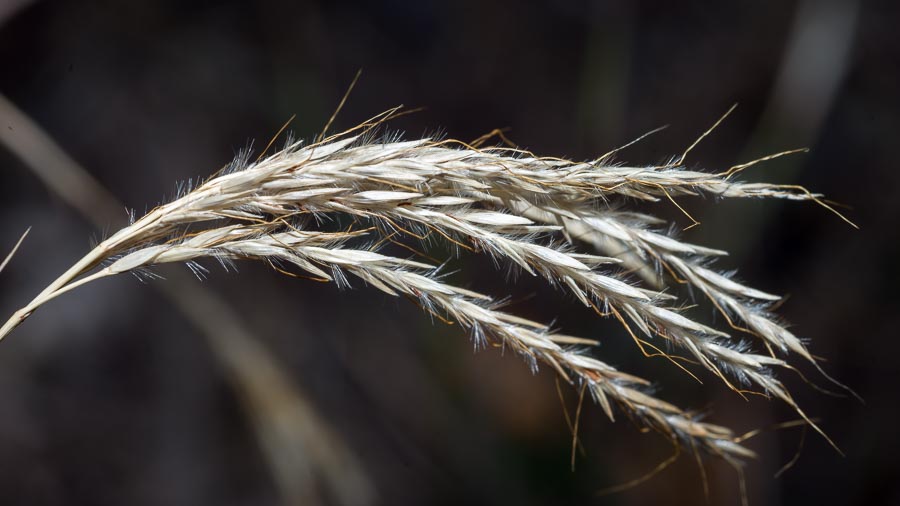 Digitaria ?